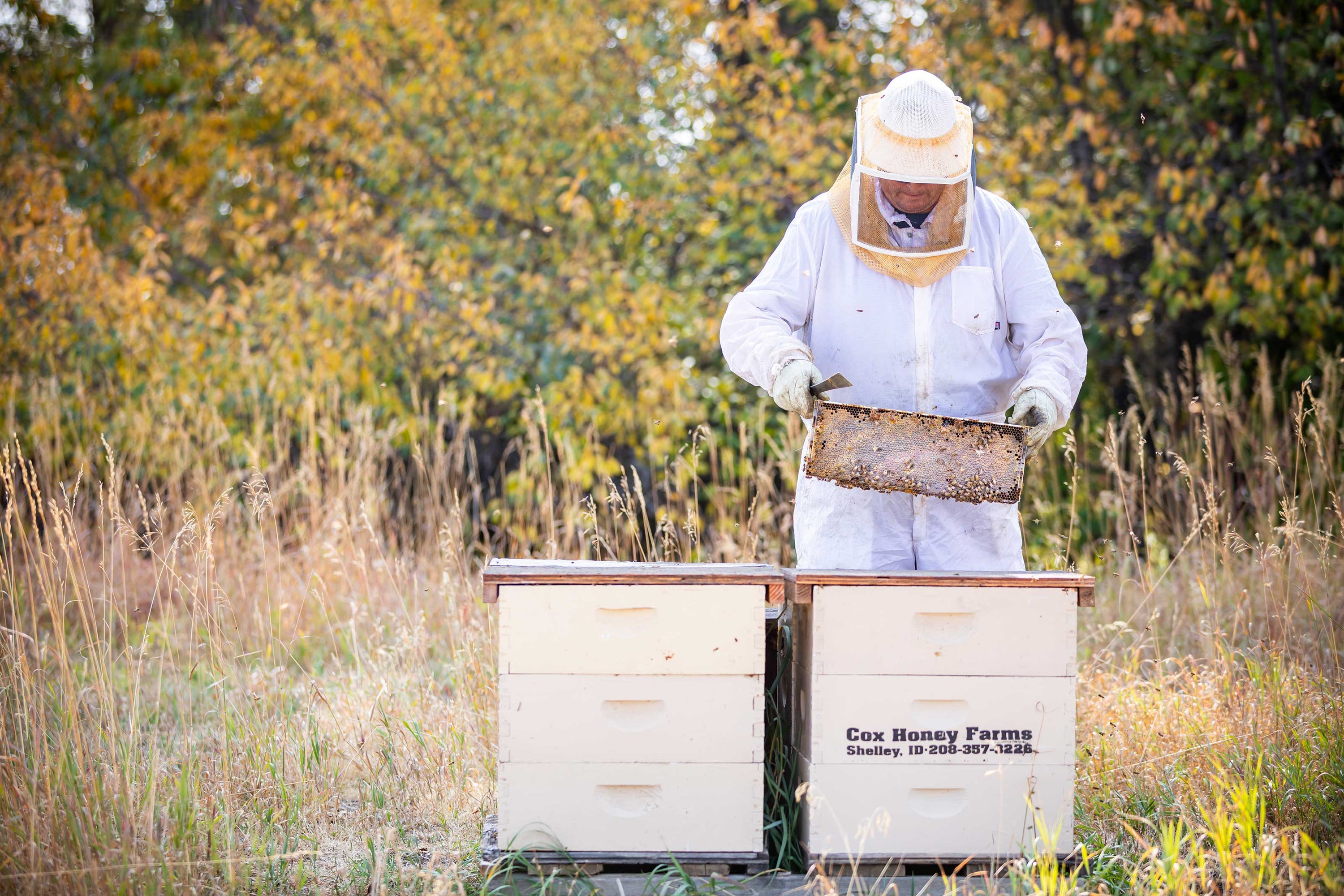 Cox's Honey Family Owned Apiary Bee Hive with one of our owners holding a frame full of honey while wearing a bee suit. 