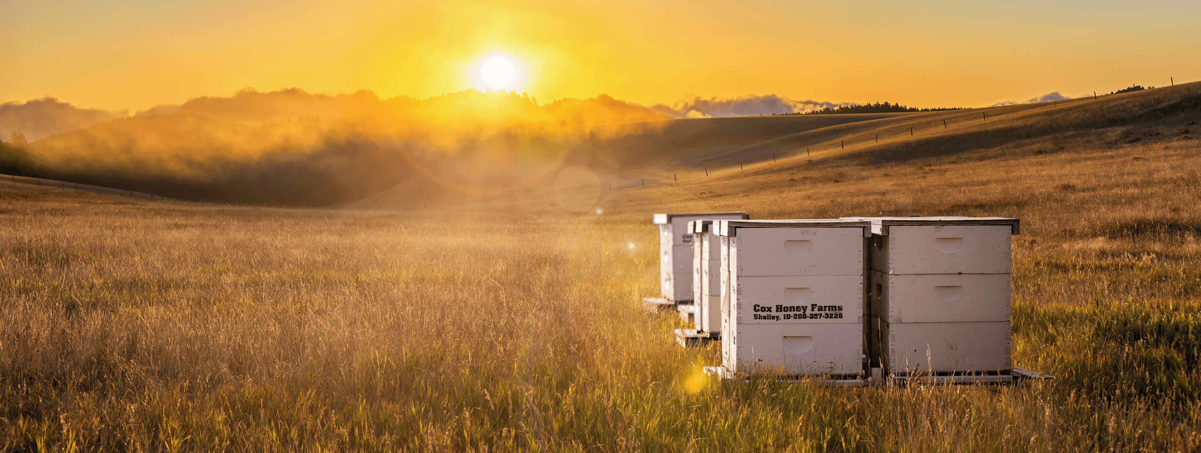 Beehives in a field with a sunset in the background