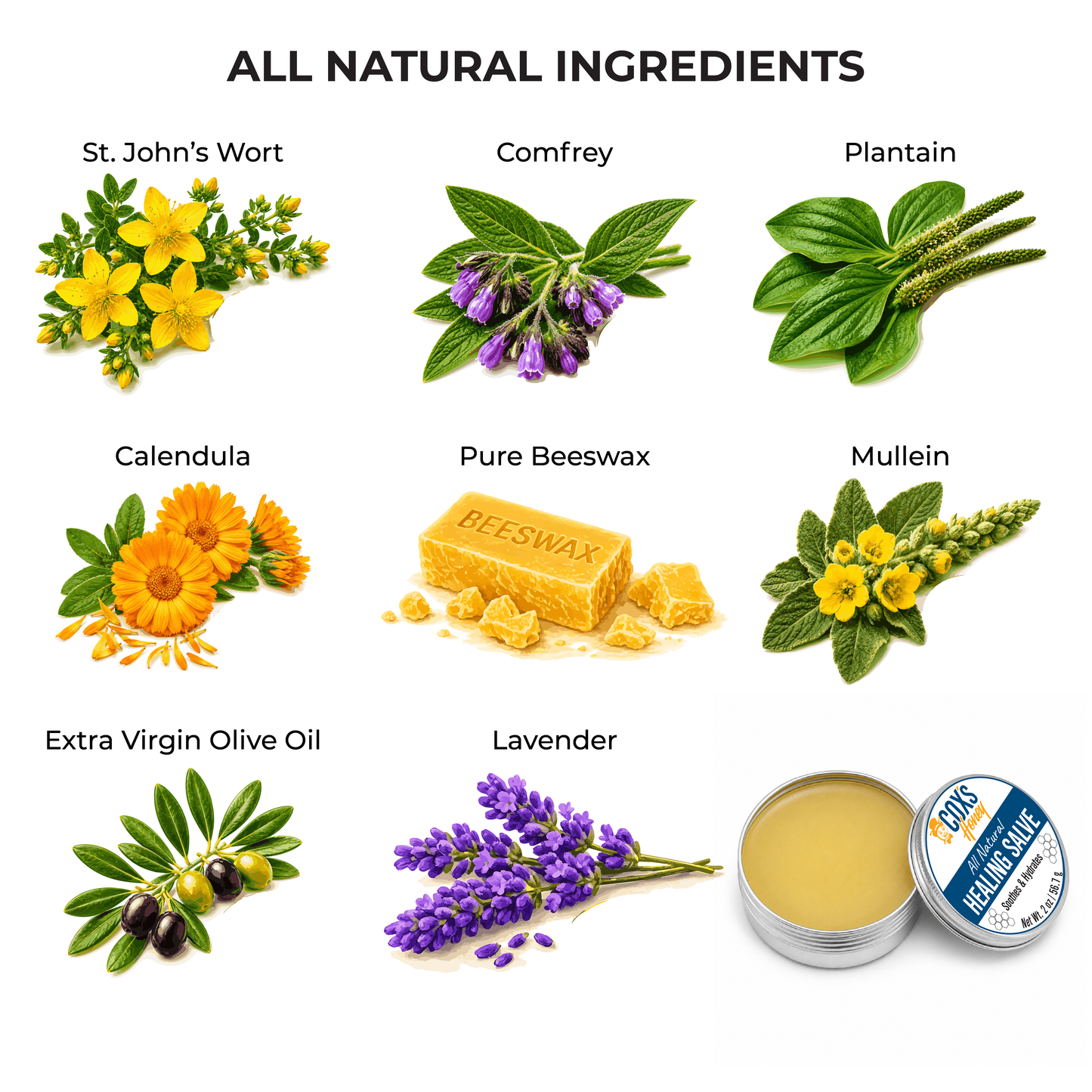 Illustration of natural ingredients used in a Coxs Honey Healing Salve with labels and a container.