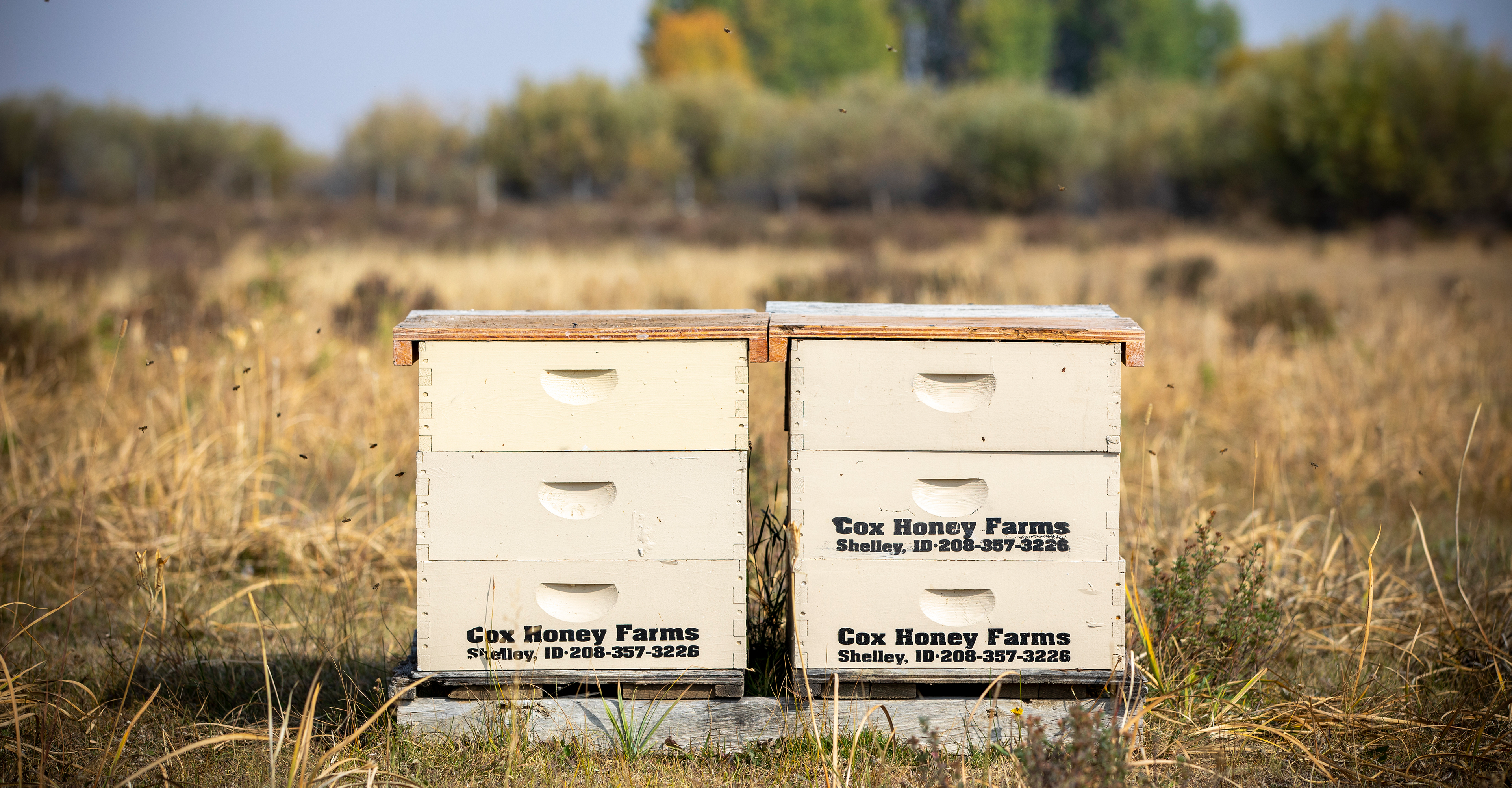 Two bee hive boxes with 'Cox Honey Farms' branding in a field.