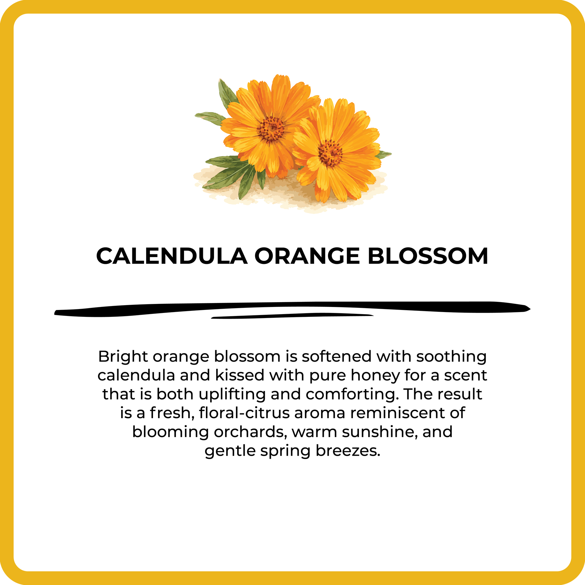 Calendula orange blossom with descriptive text on a white background