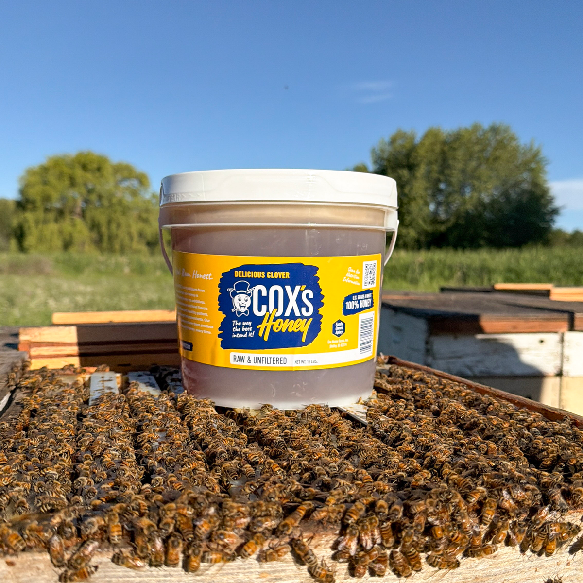 Coxs Honey Raw & Unfiltered Clover 12 lb Open Hive Shot with Bees