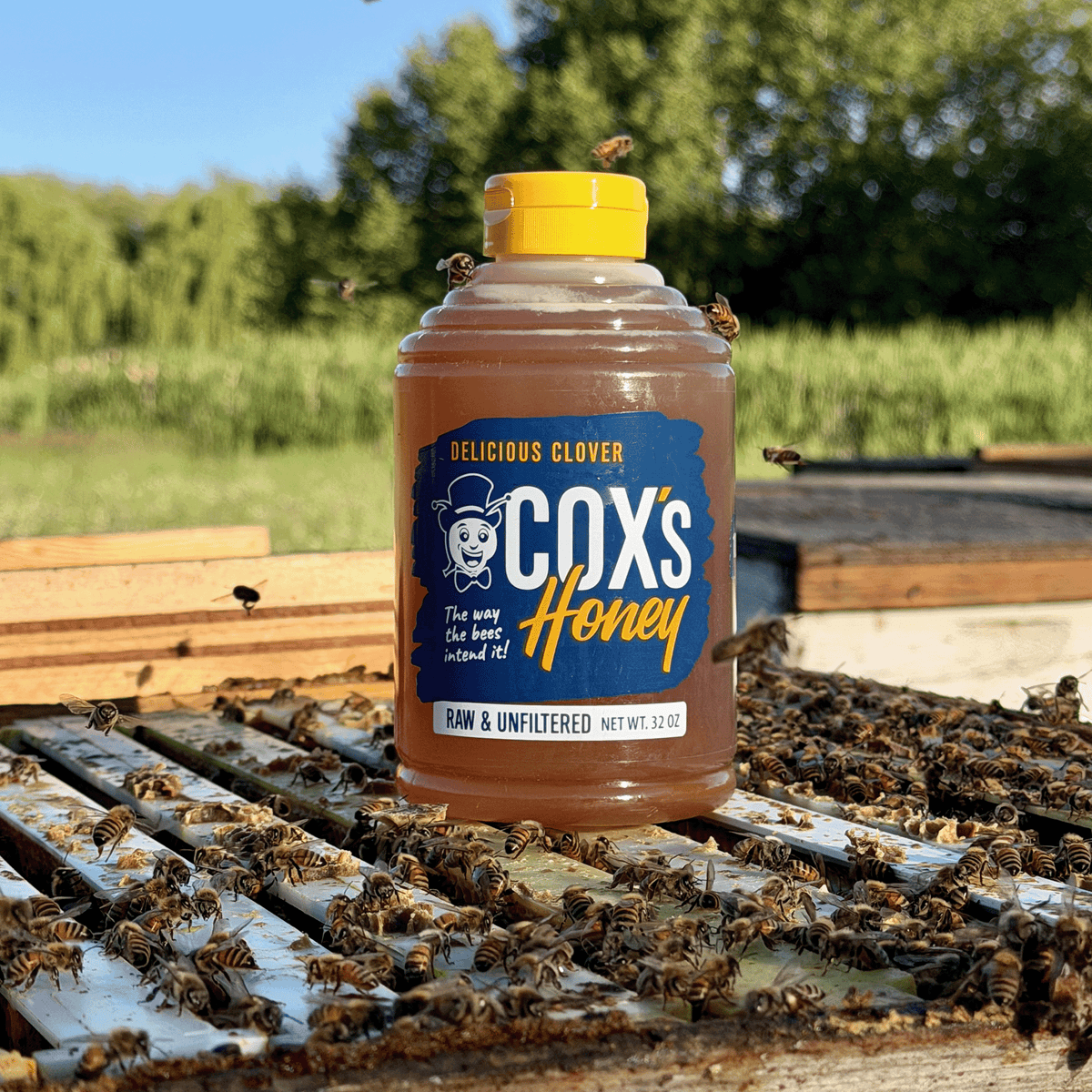 Coxs Honey Clover 32 oz Open Hive Shot with Bees