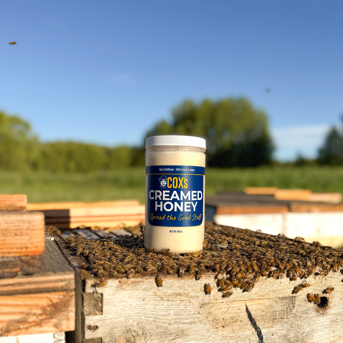 Coxs Honey Creamed 40 oz Open Hive Shot with Bees