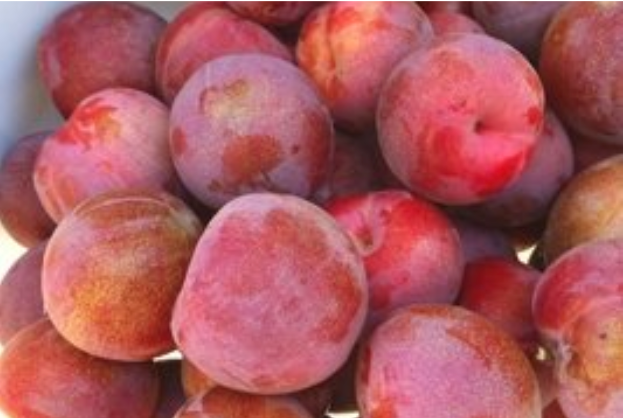 Close up of red plums
