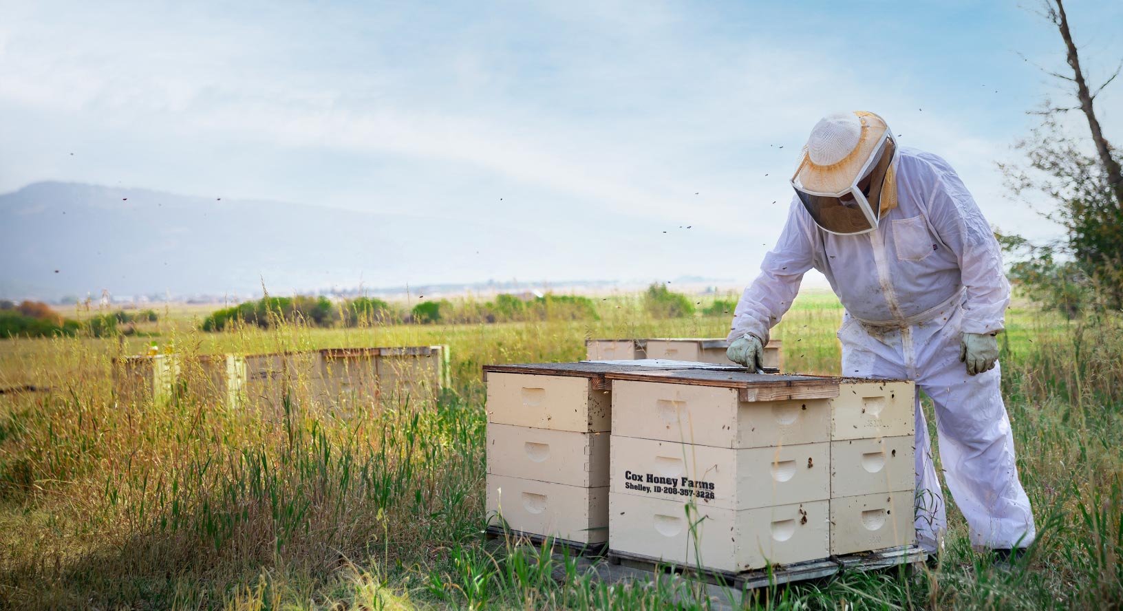 Coxs Honey Bee Hive Farm in Driggs Idaho. Working the bee hives. 