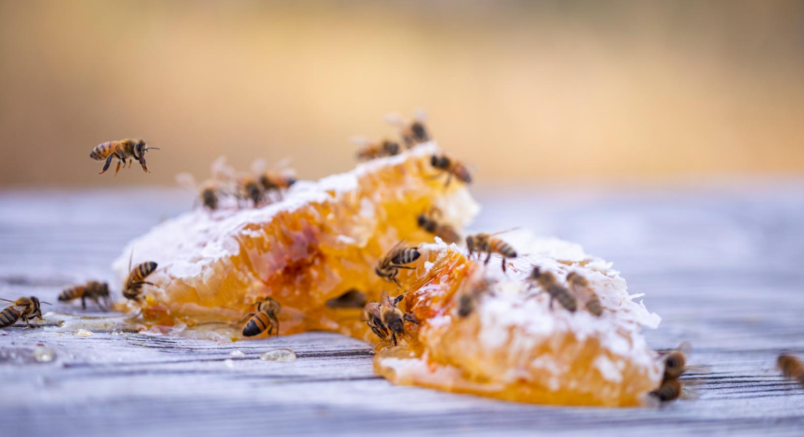 Coxs Honey Bees with Honey Comb on Hive