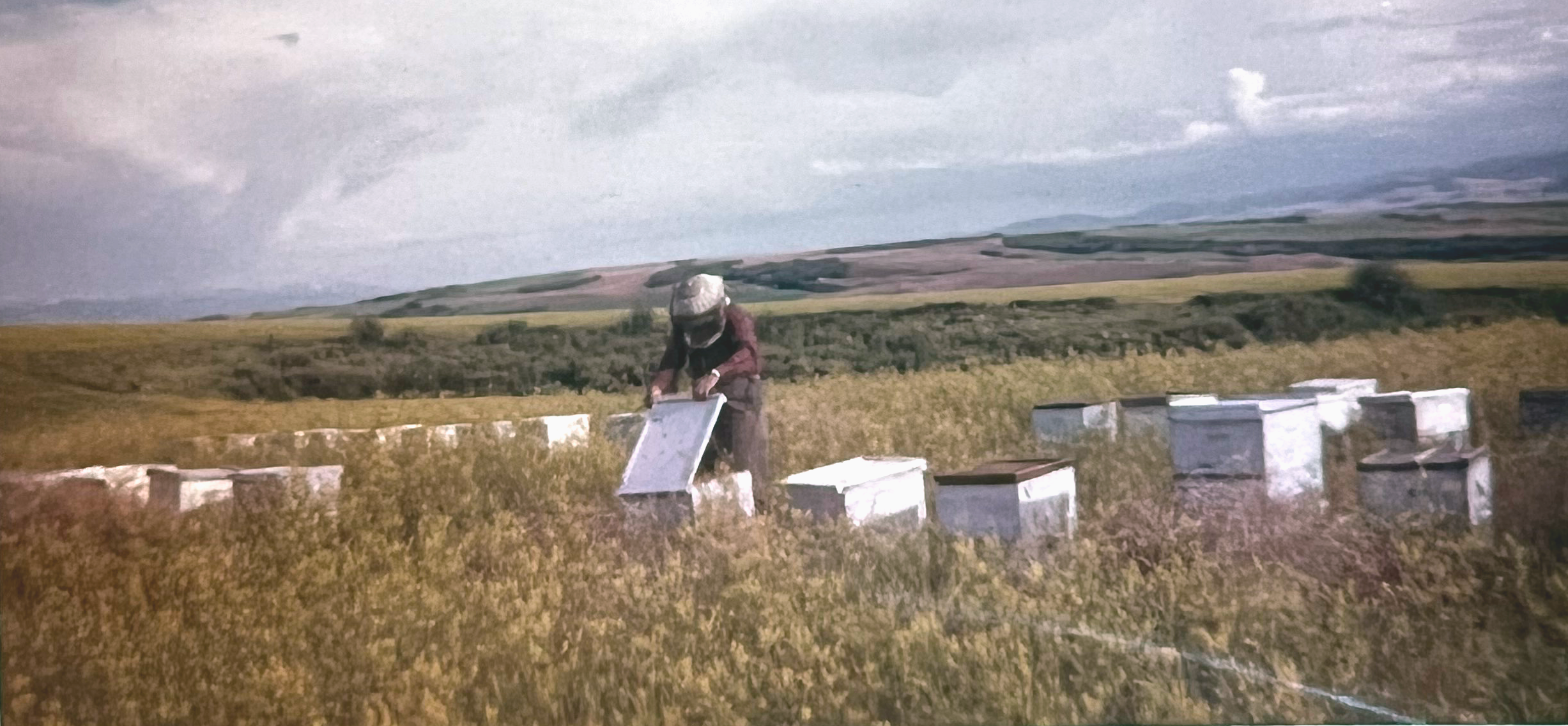 Person tending to bee hives in a field with a scenic background